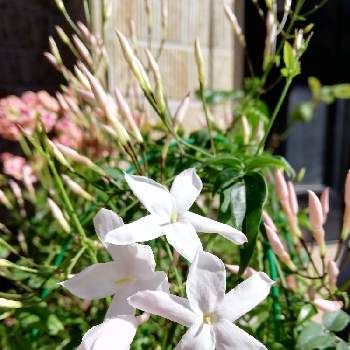 ハゴロモジャスミンの花の画像 by こよー2ndさん | 玄関と癒し…とハゴロモジャスミンの花と♡香りのある花♡
