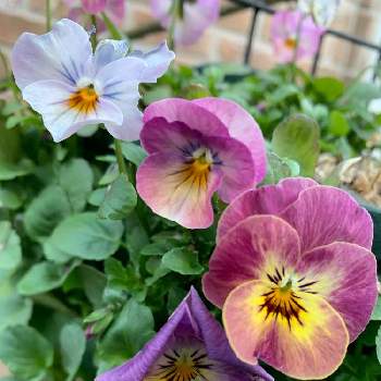 パンジーの投稿画像一覧 Greensnap グリーンスナップ