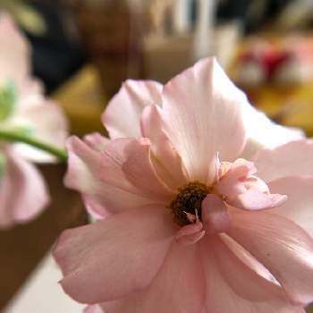 咲いてますよ。の画像 by モネさん | ラナンキュラス・ラックス アリアドネとピンクフリル☆とピンクの花とwonderとラナンキュラス・ラックスと咲いてますよ。とお花は癒し