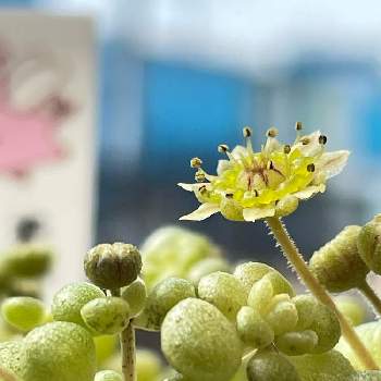 モナンテス ブラキカウロンの画像 by oU・x・Uzさん | モナンテス ブラキカウロンと花芽と開花と多肉植物のある暮らしとつぼみとつぶつぶの日
