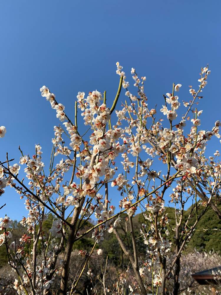梅 甲州最小の投稿画像 By おくわさん 21月2月28日 Greensnap グリーンスナップ