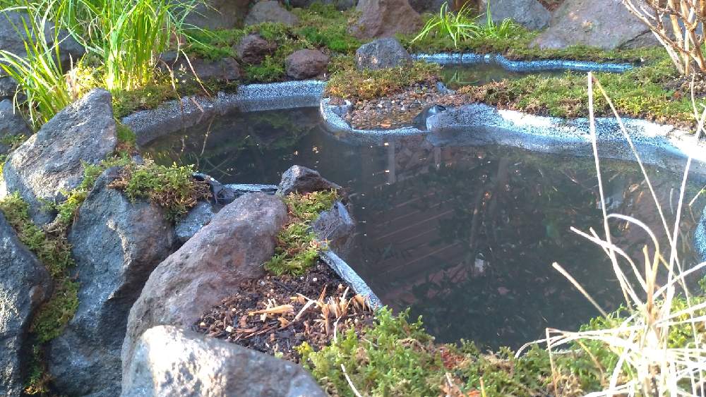 プラ池ビオトープの投稿画像 By きっぺぇさん 水景のある暮らしと庭園風プラ池 21月2月28日 Greensnap グリーンスナップ