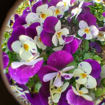 魚眼レンズの画像 by はなちゃんさん | 小さな庭と魚眼レンズと大好きな色とビオラ☆と花のある暮らしと地植え