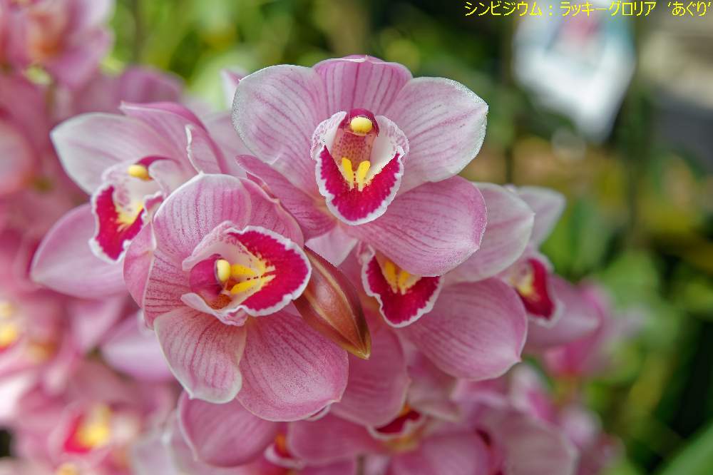 シンビジウム ラッキーグロリア あぐり の投稿画像 By かばちさん ピンクの花と広島市植物公園とピンクの花と広島市植物公園 21月2月28日 Greensnap グリーンスナップ Greensnap グリーンスナップ