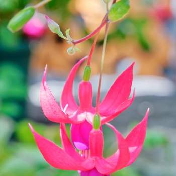 混色の花の投稿画像一覧 Greensnap グリーンスナップ