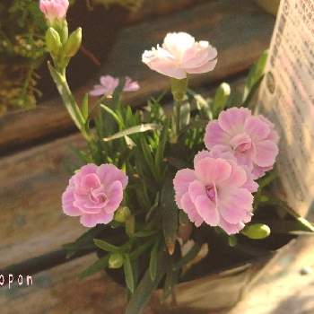 サントリー ミーテ☆さくらピンクの画像 by つよぽんさん | 小さな庭とナデシコミーテとサントリー ミーテ☆さくらピンクとピンク❤︎ピンクとおうち園芸とナデシコ☆と花のある暮らしとパステルカラーと癒しのひと時