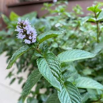 チョコレートミント の投稿画像一覧 Greensnap グリーンスナップ