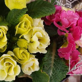 バラ咲きジュリアン いちごのミルフィーユの画像 by あっこさんさん | 玄関とバラ咲きジュリアン いちごのミルフィーユとバラ咲きジュリアン マスカットのジュレとバラ咲きジュリアン・ブルーベリーのムース