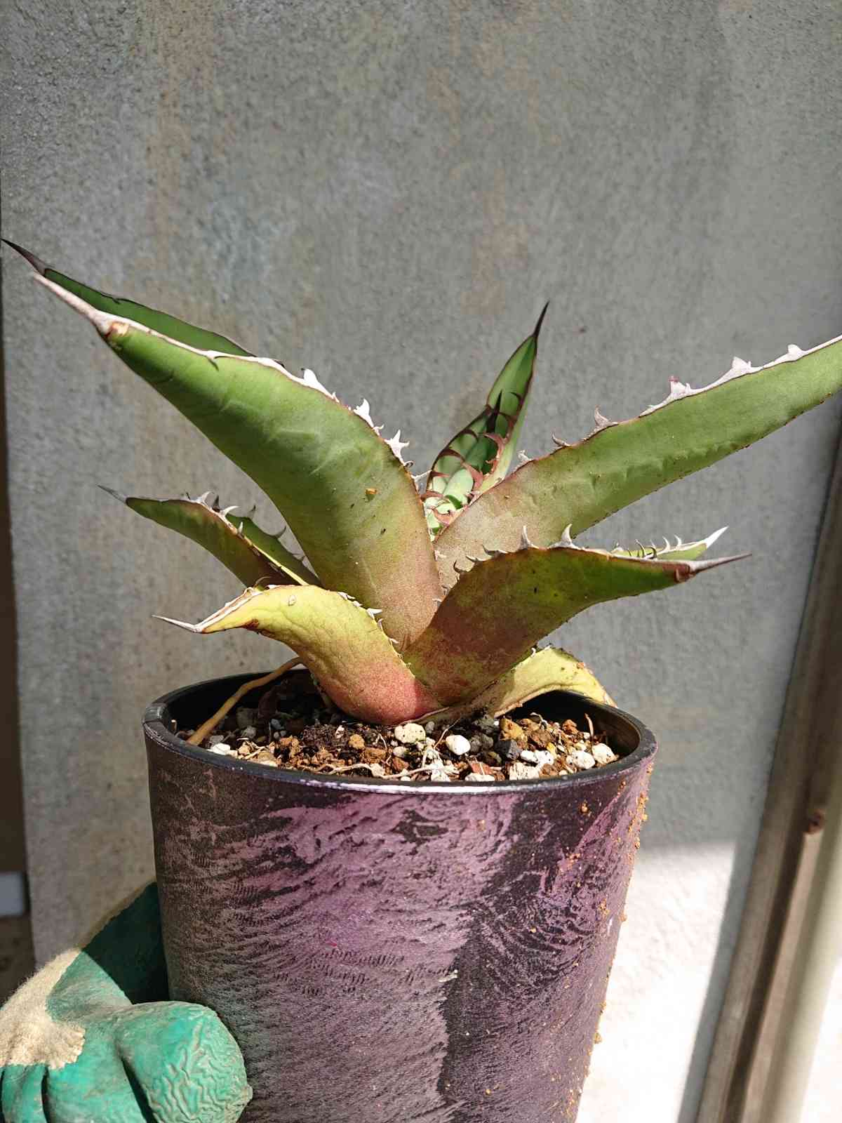 アガベ USパラサナ✖️マルガリータ胴切り天 アガベ USパラサナ