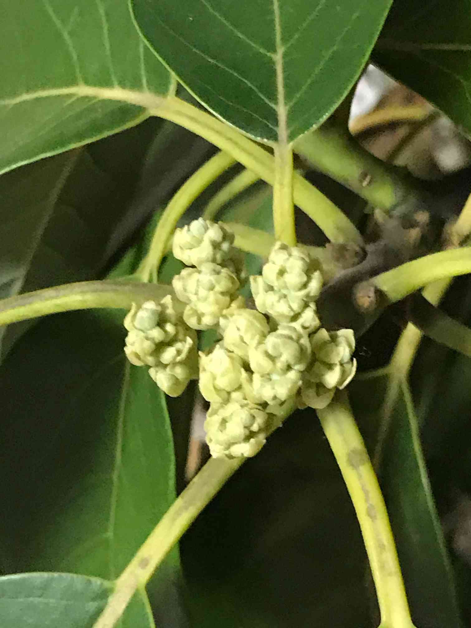 アボカド　ベーコン　花芽付き アボカド(ベーコン)1年生に花芽が付いている！ | 世界のイチジク