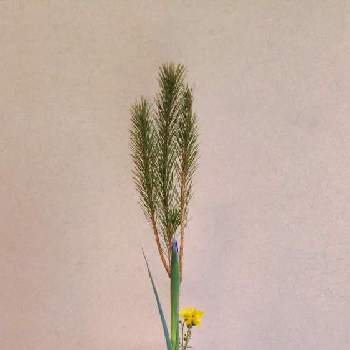 お気に入りの器や花瓶と植物の画像 by 圭さん | キクとマツとアイリスと小菊と日本の文化と新風体とお気に入りの器や花瓶と植物と和風ティストと日本の伝統と生花新風体といけばなと花のある暮らしと生花(しょうか)と生け花