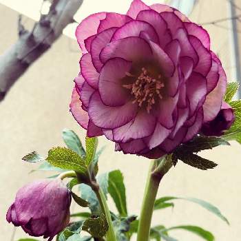 クリスマスローズダブルピンクの投稿画像一覧 Greensnap グリーンスナップ