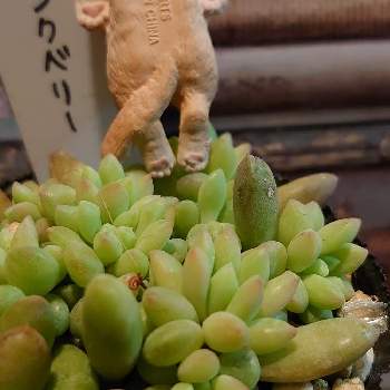 セダムピンクベリーの投稿画像一覧 Greensnap グリーンスナップ