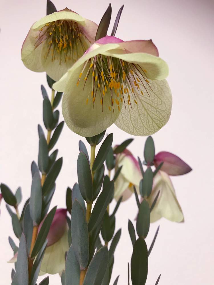 ピメレア ピソディスの投稿画像 By ヨーダさん ピメレア フィソディス ウェディングベルと窓辺とno Green No Lifeと植物男子とオージープランツ大好きとお気に入り とコロナに負けるな と植中毒とピメレア フィソディス ウェディングベルとピメレア ピソディス と ピメレア ピソディスの投稿画像 By ヨーダさん ピメレア フィソディス ウェディングベルと窓辺とno Green No Lifeと植物男子とオージープランツ大好きとお気に入り とコロナに負けるな と植中毒とピメレア フィソディス ウェディングベルとピメレア ピソディス と