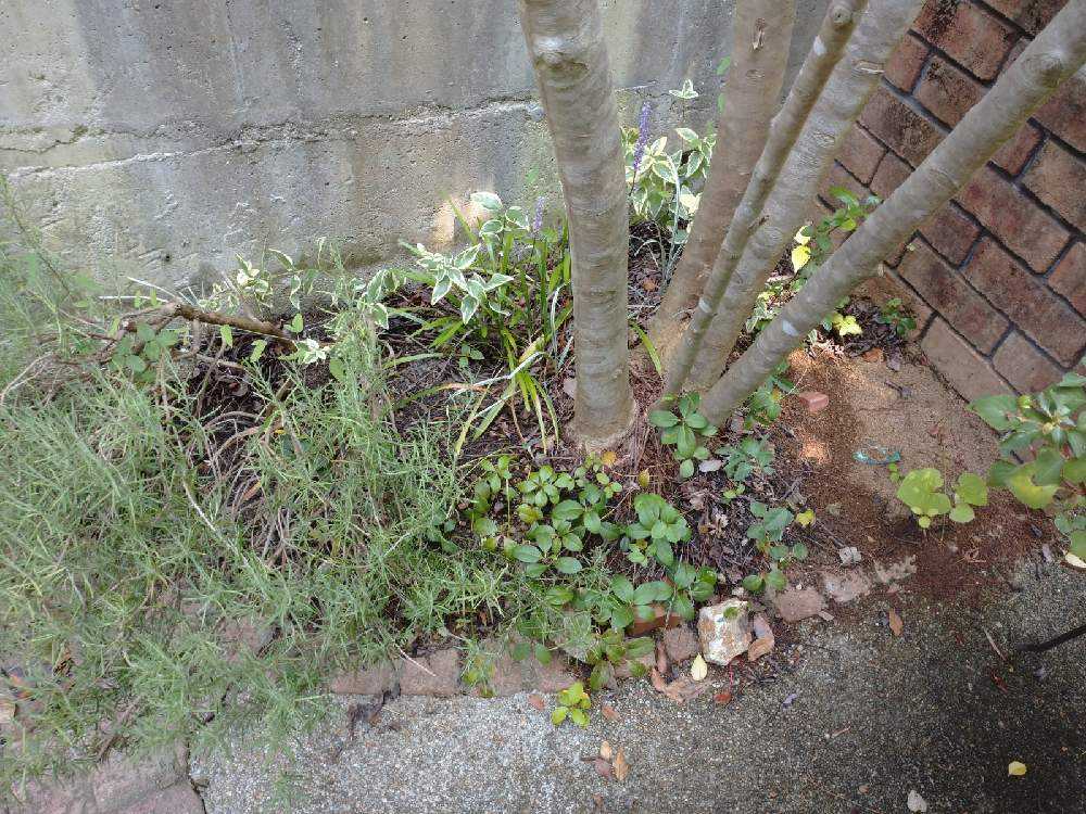 2月28日 ローズマリーの植え付け Greensnap グリーンスナップ