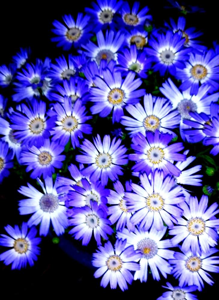 青い花マニアの投稿画像 By 姫 さん 青系マニア 21月3月1日 Greensnap グリーンスナップ