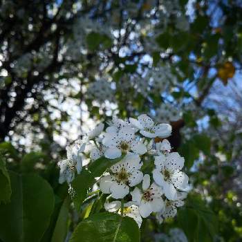 バイカウツギ 梅花空木 の育て方 植え付けの時期や水やりの頻度は Greensnap グリーンスナップ