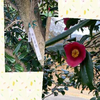 金魚葉椿の投稿画像一覧 Greensnap グリーンスナップ