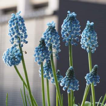 ムスカリ ブルーマジックの画像 by Momoさん | バルコニー/ベランダとムスカリ ブルーマジックと植物と暮らすと ムスカリと青い花とはるのお花♡♬と花のある暮らしとチーム愛知と『秋植え球根2021』フォトコンテスト
