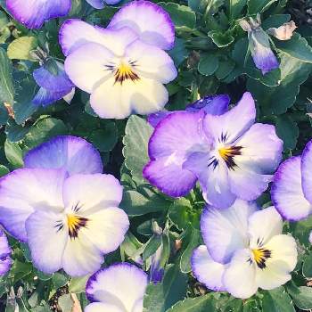 良く咲くスミレの画像 by ひまわり大好きさん | 広い庭と癒しの時間と花壇と可愛い花と癒し…♡と良く咲くスミレと癒されて❤️と青い花マニアとチーム・ブルーとチーム.ブルーNO.108とお気に入り♡と大好きな花と大好きな色