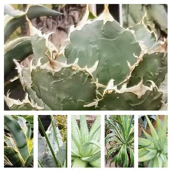 アロエ ベラの育て方 屋外や室内での栽培方法 植え替え時期は Greensnap グリーンスナップ アロエ ベラの育て方 屋外や室内での栽培方法 植え替え時期は Greensnap グリーンスナップ