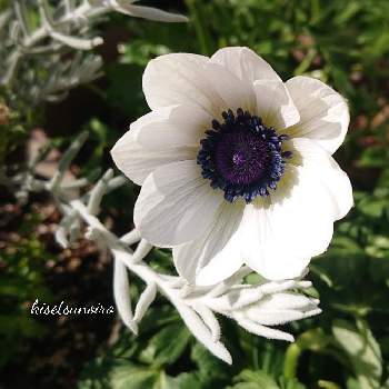 原種系アネモネ フルゲンスの投稿画像一覧 Greensnap グリーンスナップ