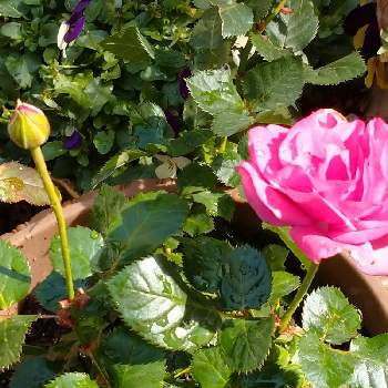 ローズ色の花の画像 by レモンさん | 小さな庭とおうち園芸といやし♡とローズ色の花と可愛い♡とミニ薔薇