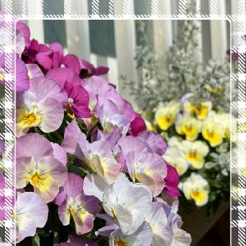 密植の画像 by もみじさん | 小さな庭とビオラとオレアリア　リトルスモーキーと幸せとお庭の草花とビオラ・パンジーと寄せ植えと簡単にできる！ガーデニング寄植えとお家大好きとおうち園芸とありがとうと全部GSのせいだと小さな小さな庭と花のある暮らしと紫の花とおうちで自然を感じると密植