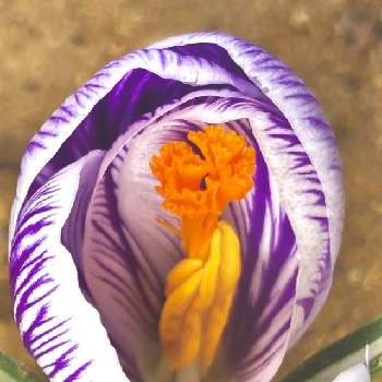 紫のクロッカスの画像 by かぶとさん | 小さな庭とクロッカスとクロッカス ピックウィックと地植えと完全雨晒しと紫のクロッカスと紫色の花