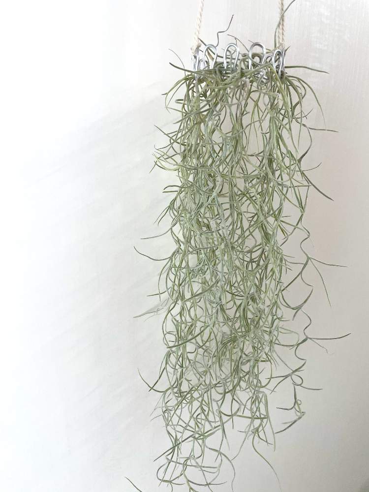 スパニッシュモスの投稿画像 By まりさん 手作りプラントハンガーと緑化計画とスパニッシュモスハンガーとt ウスネオイデスとエアプランツ 21月3月1日 Greensnap グリーンスナップ