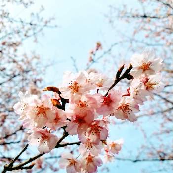 日本の美の画像 by まみさん | お出かけ先とさくら サクラ 桜とスマホ撮影と薄いピンクと日本の美