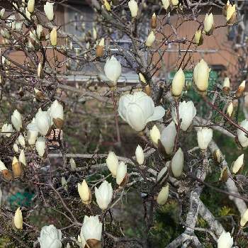 木蓮の蕾の投稿画像一覧 Greensnap グリーンスナップ