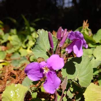 紫色の小さなお花の画像 by ユミティさん | お出かけ先とムラサキハナナ（オオアラセイトウ）と紫色の花と紫色のお花と紫色の小さなお花