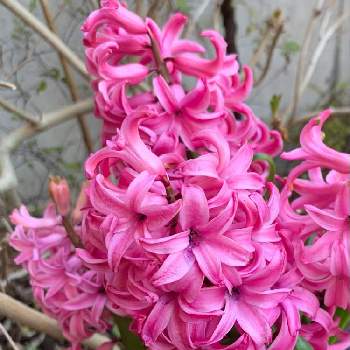 ピンクのヒヤシンスの投稿画像一覧 Greensnap グリーンスナップ