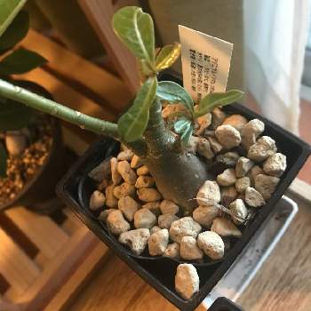 アデニウム ソマレンセの投稿画像一覧 Greensnap グリーンスナップ