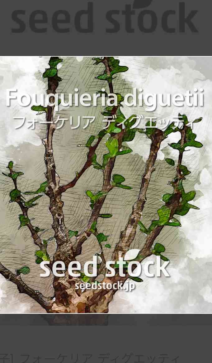 フォークイエリア・ディグエッティを育ててみるよ！｜🍀GreenSnap