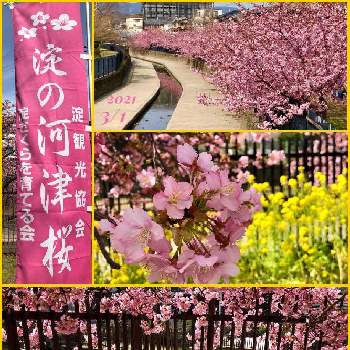 春一番の画像 by みー♡♡さん | お出かけ先と河津桜満開と古都を散策とバラと夢CLUBと春一番