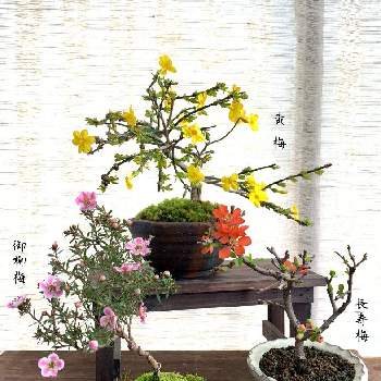 黄梅！の画像 by 美野美谷さん | バルコニー/ベランダと黄梅！と長寿梅（赤花）とM's style bonsaiと一重御柳梅とM's style bonsai(花もの)
