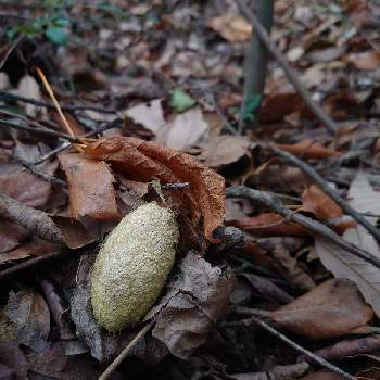 枯れ葉の投稿画像一覧 Greensnap グリーンスナップ