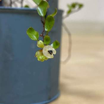 ワイヤープランツの実の投稿画像一覧 Greensnap グリーンスナップ