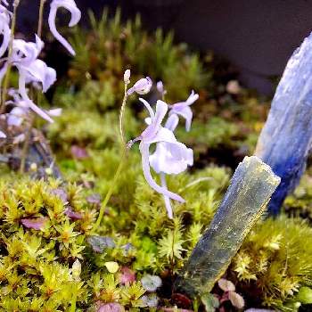 ウトリクラリア サンダーソニーの投稿画像一覧 Greensnap グリーンスナップ