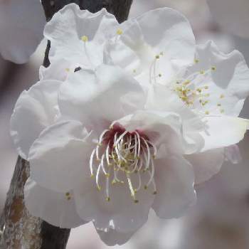ウメの花の画像 by シナモンさん | お出かけ先とお花大好き♡とウメの花とお花のある暮らしと綺麗と癒されると白い花