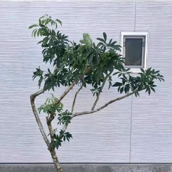 グリーンショップの画像 by CLUTCH FURNITURE / クラッチファニチャーさん | シェフレラとボタニカルと観葉植物と植物のある暮らしと男前植物とグリーンショップと樹形とリビングと葉っぱアートと神戸