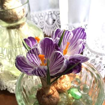 クロッカス水栽培の画像 by りりこさん | 窓辺とクロッカスとクロッカス  水耕栽培とクロッカス水栽培と絞り模様とシマシマ模様のお花とクロッカスしぼり咲きと紫の花とシマシマのお花