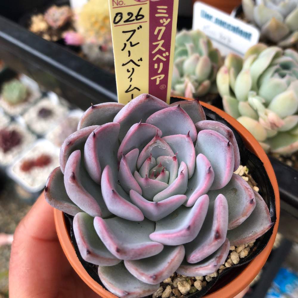 多肉植物　❤︎ブルーベリームーン❤︎ ミックスベリア