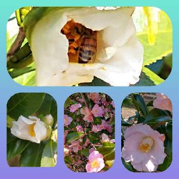 白椿の花の画像 by hiroさん | 医療関係者に感謝と桃源郷・椿園とコロナに負けるな‼️とピンクの椿と白椿の花
