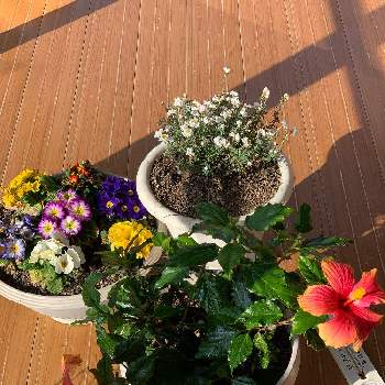 ハイビスカスミセスユミの画像 by 長州の風さん | 花かんざしとプリムラジュリアンとハイビスカスミセスユミ