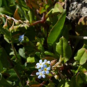 史前帰化植物の投稿画像一覧 Greensnap グリーンスナップ