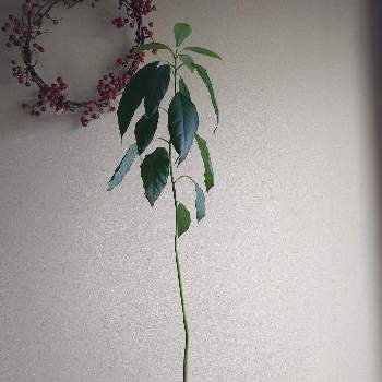 サンキライのリースの投稿画像一覧 Greensnap グリーンスナップ