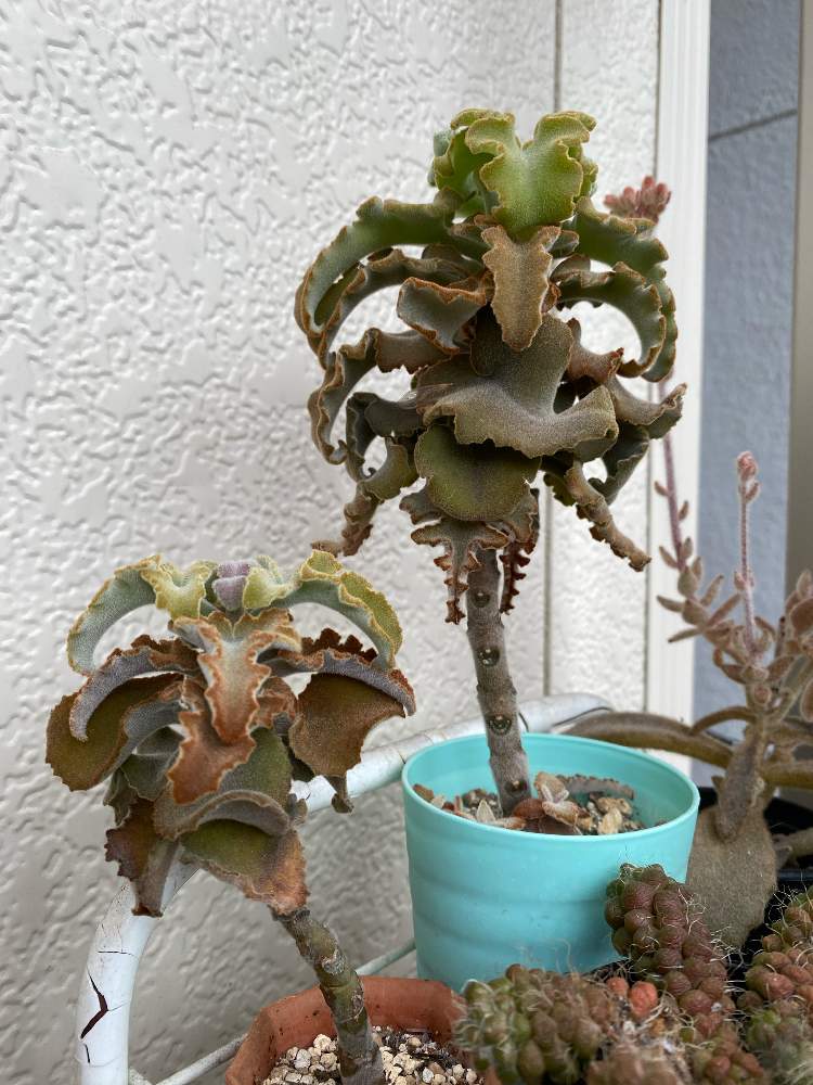 カランコエ ウェーブの投稿画像 By ふかふかみかんさん もふもふと産毛と東京と雨降りと花粉症とおうち園芸と緑のある暮らしと今日のいちまいとタニラーとくもり空と今朝の一枚とカランコエ属と降ったり止んだりと令和３年と木立多肉 21月3月2日 Greensnap